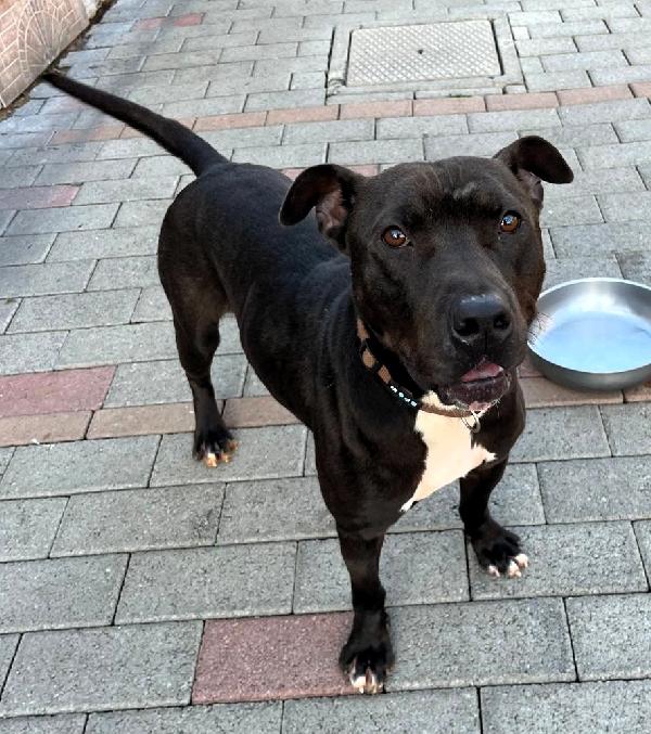 MAX GIOVANE PIT Foto 6